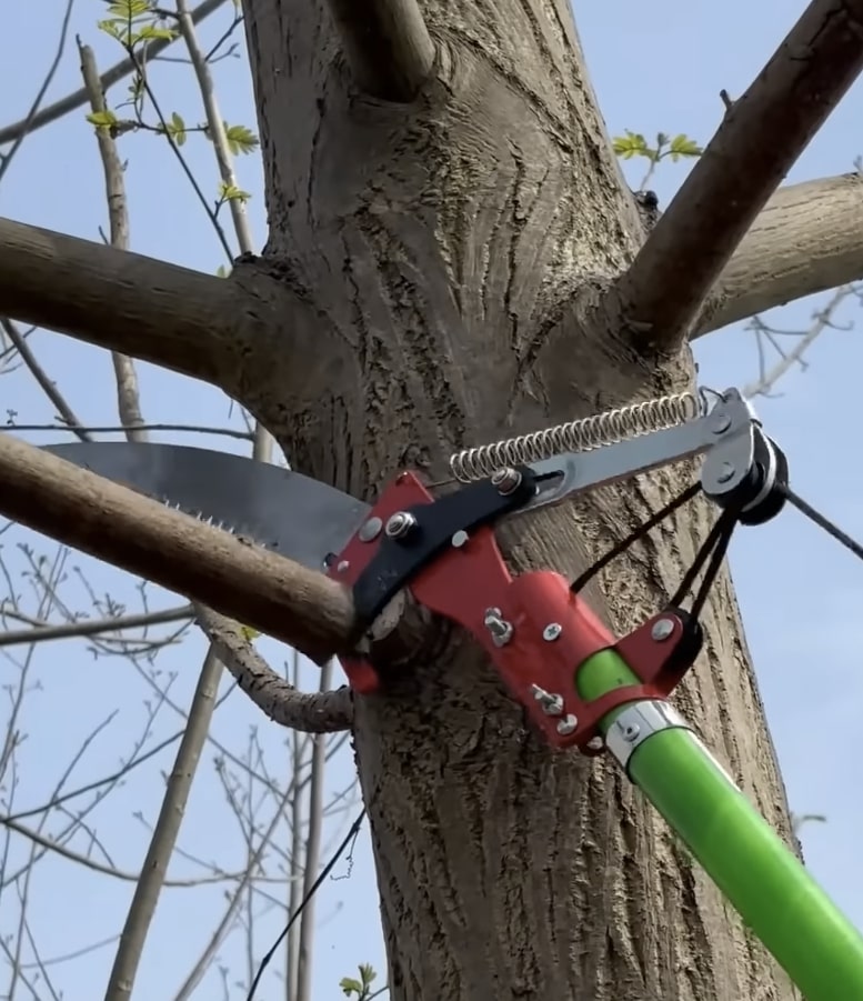 Tree Trimming & Pruning service in Perth Amboy, NJ